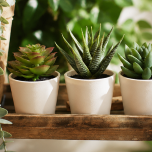 Lot de 3 Plantes Artificielles Succulentes en Pot Blanc – Décoration Maison, Bureau et Salon